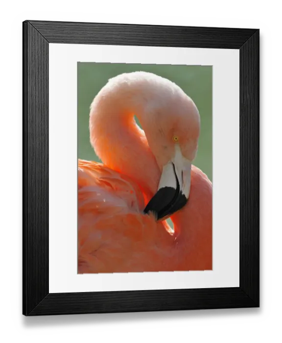 Framed Print : Chilean Flamingo -Phoenicopterus chilensis-, preening Framed Print : Chilean Flamingo -Phoenicopterus chilensis-, preening