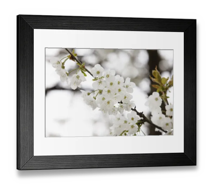 Framed Print : Cherry blossoms, flowers of the Wild cherry or Sweet cherry -Prunus avium-, Franconian Switzerland, Upper Franconia, Franconia, Bavaria, Germany, Europe Framed Print : Cherry blossoms, flowers of the Wild cherry or Sweet cherry -Prunus avium-, Franconian Switzerland, Upper Franconia, Franconia, Bavaria, Germany, Europe