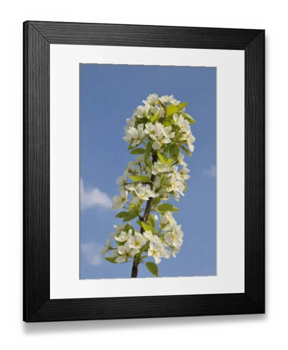 Framed Print : Apple blossoms -Malus- on a branch Framed Print : Apple blossoms -Malus- on a branch