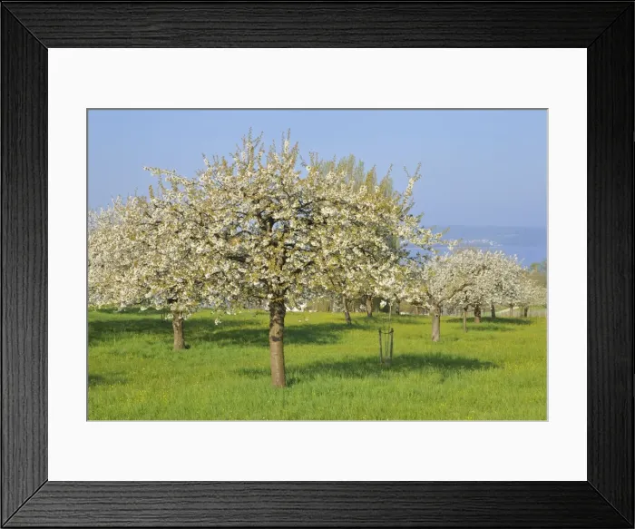 Framed Print : Blossoming apple trees on Lake Constance, Baden-Wuerttemberg, Germany, Europe Framed Print : Blossoming apple trees on Lake Constance, Baden-Wuerttemberg, Germany, Europe