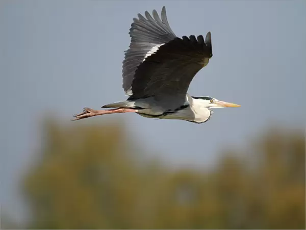 Grey Heron -Ardea cinerea-, in flight, Camargue, France, Europe