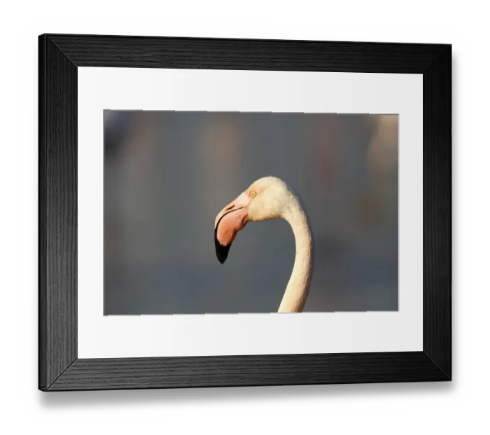 Framed Print : Greater Flamingoes -Phoenicopterus roseus-, portrait, Camargue, France, Europe Framed Print : Greater Flamingoes -Phoenicopterus roseus-, portrait, Camargue, France, Europe