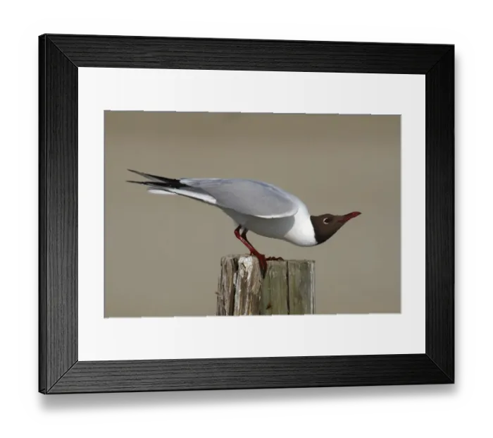 Framed Print : Black-headed Gull -Larus ridibundus-, male perched on rotting fence post, submissive posture, Camarque, France, Europe Framed Print : Black-headed Gull -Larus ridibundus-, male perched on rotting fence post, submissive posture, Camarque, France, Europe