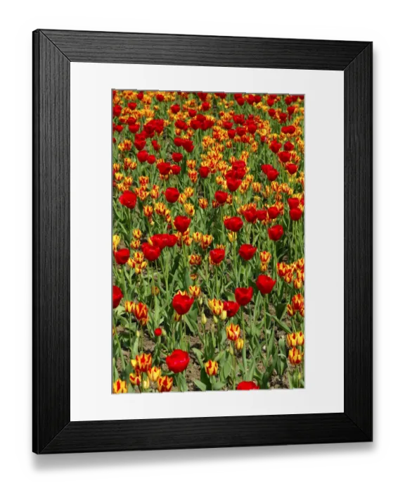Framed Print : Flower bed with tulips of the Red Gorgette and Colour Spectacle varieties, Dutch tulips -Tulipa-
