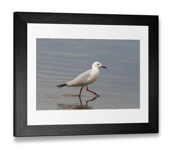Framed Print : Slender-billed Gull -Larus genei-, wading in shallow water, Camargue, France, Europe Framed Print : Slender-billed Gull -Larus genei-, wading in shallow water, Camargue, France, Europe