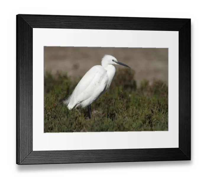 Framed Print : Little Egret -Egretta garzetta- standing amonst water plants at a stretch of water, Camargue, France, Europe Framed Print : Little Egret -Egretta garzetta- standing amonst water plants at a stretch of water, Camargue, France, Europe