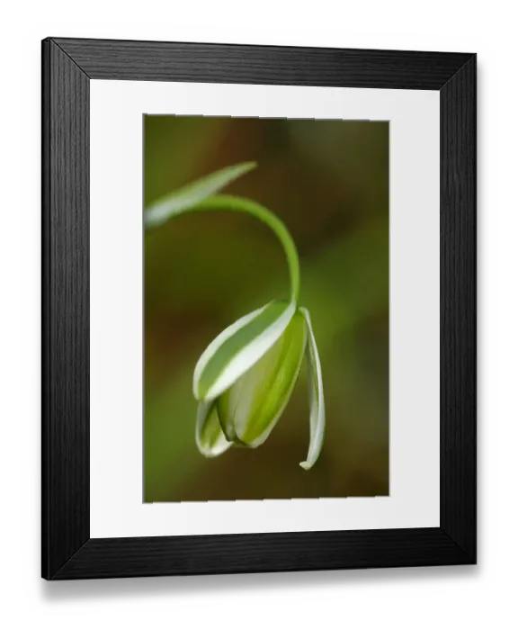 Framed Print : Single flower of Albuca maxima, Lily family -Liliaceae-, Namaqualand, South Africa, Africa