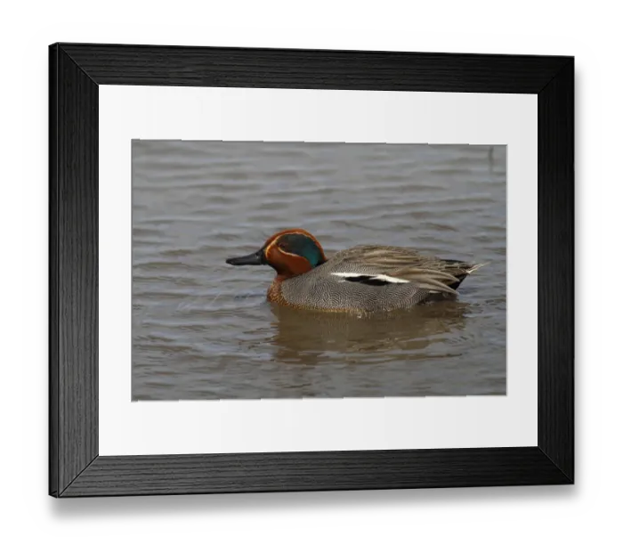 Framed Print : Teal duck -Anas crecca-, swimming drake, Camargue, France, Europe
