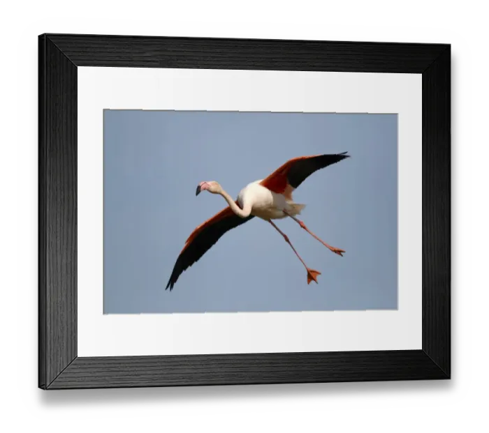 Framed Print : Greater Flamingo -Phoenicopterus roseus-, landing, Camargue, France, Europe Framed Print : Greater Flamingo -Phoenicopterus roseus-, landing, Camargue, France, Europe