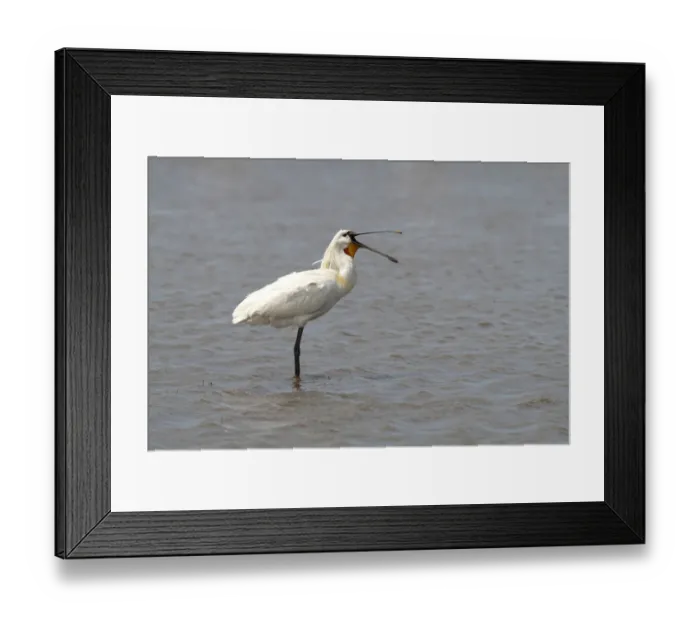 Framed Print : Eurasian Spoonbill or Common Spoonbill -Platalea leucorodia-, adult bird standing in shallow water, yawning, Camargue, France, Europe Framed Print : Eurasian Spoonbill or Common Spoonbill -Platalea leucorodia-, adult bird standing in shallow water, yawning, Camargue, France, Europe