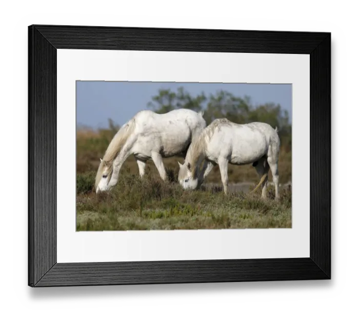 Framed Print : Two Camargue Horses -Equus caballus- eating in a protected area, Camargue, France, Europe Framed Print : Two Camargue Horses -Equus caballus- eating in a protected area, Camargue, France, Europe