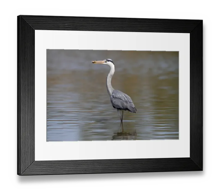 Framed Print : Grey Heron -Ardea cinerea- standing in shallow water, with a captured fish in its beak, Camargue, France, Europe Framed Print : Grey Heron -Ardea cinerea- standing in shallow water, with a captured fish in its beak, Camargue, France, Europe