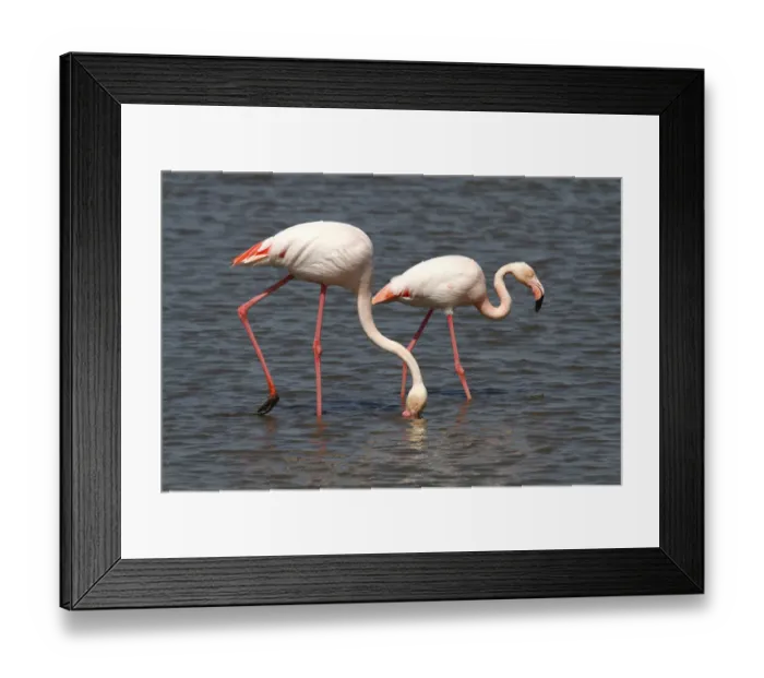 Framed Print : Greater Flamingos -Phoenicopterus roseus- foraging in shallow water, Camargue, France, Europe Framed Print : Greater Flamingos -Phoenicopterus roseus- foraging in shallow water, Camargue, France, Europe
