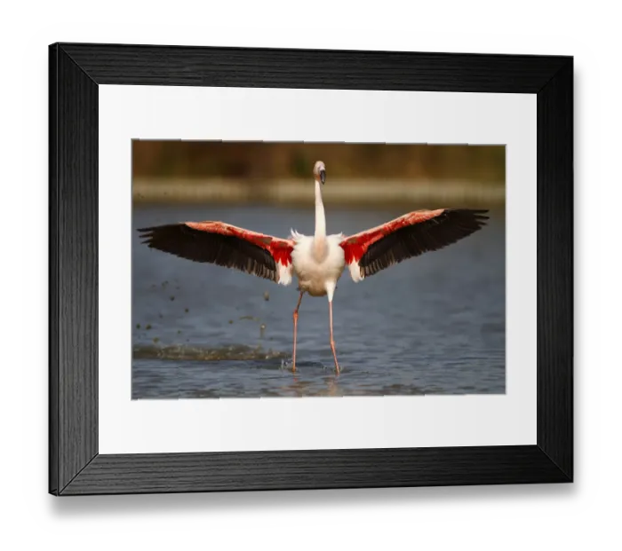 Framed Print : Pink Flamingo -Phoenicopterus ruber- landing in shallow water, Camargue, France, Europe