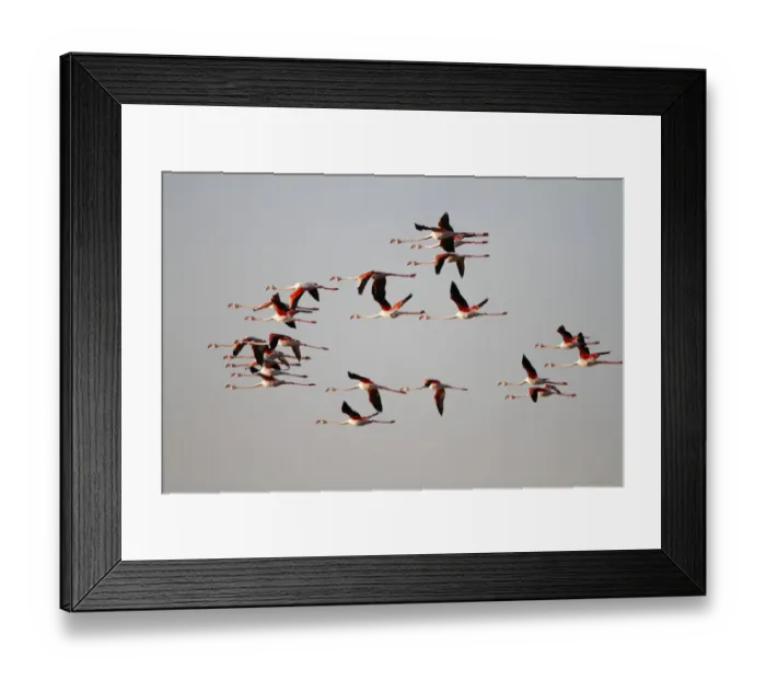 Framed Print : Greater Flamingo -Phoenicopterus roseus-, flock in flight, Camargue, France, Europe Framed Print : Greater Flamingo -Phoenicopterus roseus-, flock in flight, Camargue, France, Europe