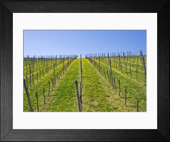 Framed Print : Vineyard, Gleiszellen-Horbach, Deutsche Weinstrasse, German Wine Road, Pfalz, Rhineland-Palatinate, Germany, Europe Framed Print : Vineyard, Gleiszellen-Horbach, Deutsche Weinstrasse, German Wine Road, Pfalz, Rhineland-Palatinate, Germany, Europe