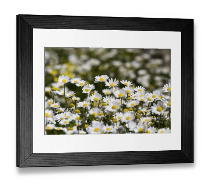 Framed Print : Chamomile -Matricaria chamomilla- blossoms, Turkey Framed Print : Chamomile -Matricaria chamomilla- blossoms, Turkey