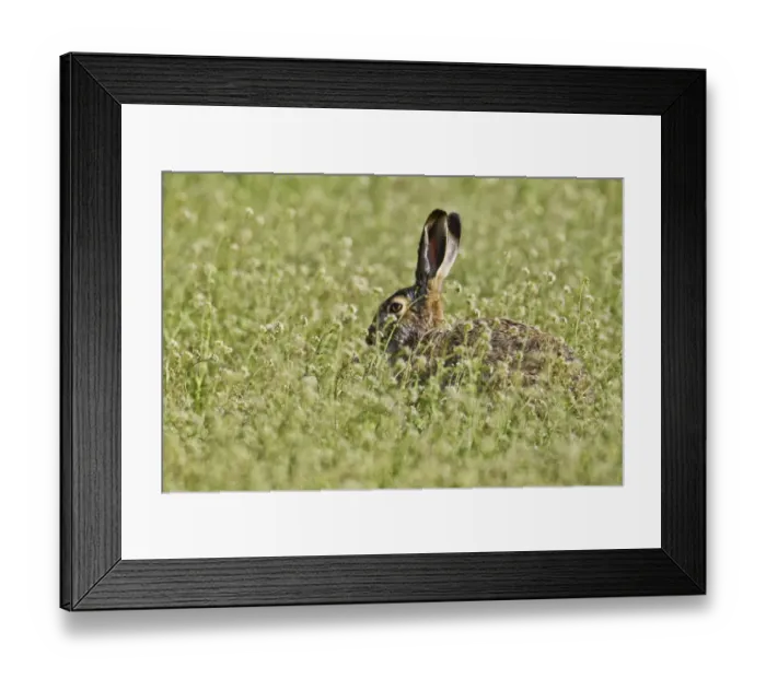 Framed Print : Brown hare -Lepus europaeus- sitting in meadow, Burgenland, Austria, Europe Framed Print : Brown hare -Lepus europaeus- sitting in meadow, Burgenland, Austria, Europe