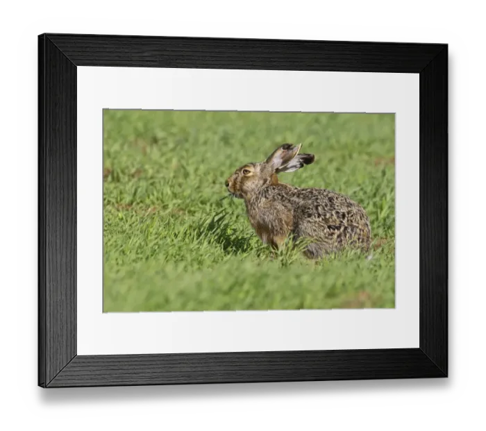 Framed Print : Brown hare -Lepus europaeus- sitting in grass, Burgenland, Austria, Europe Framed Print : Brown hare -Lepus europaeus- sitting in grass, Burgenland, Austria, Europe
