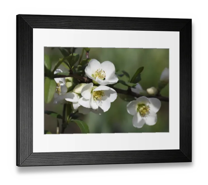 Framed Print : Japanese Quince -Chaenomeles speciosa Nivalis -, garden plant, Germany, Europe Framed Print : Japanese Quince -Chaenomeles speciosa Nivalis -, garden plant, Germany, Europe