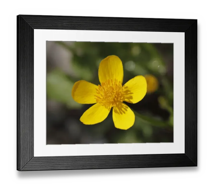 Framed Print : Marsh marigold -Caltha palustris-, Upper Bavaria, Bavaria, Germany, Europe