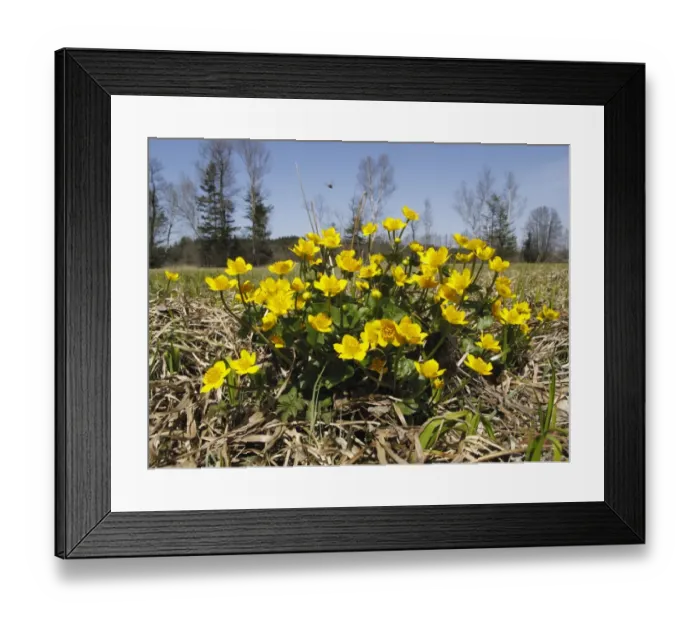 Framed Print : Marsh marigold -Caltha palustris-, Upper Bavaria, Bavaria, Germany, Europe Framed Print : Marsh marigold -Caltha palustris-, Upper Bavaria, Bavaria, Germany, Europe