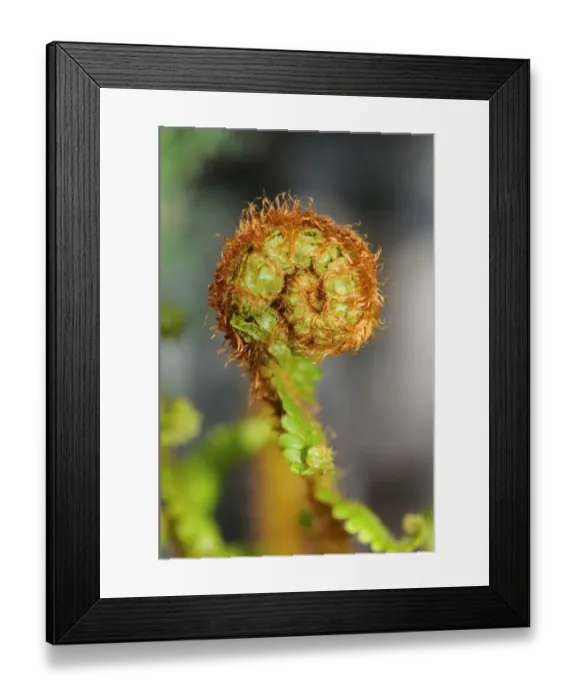 Framed Print : An unfurled fern frond Framed Print : An unfurled fern frond