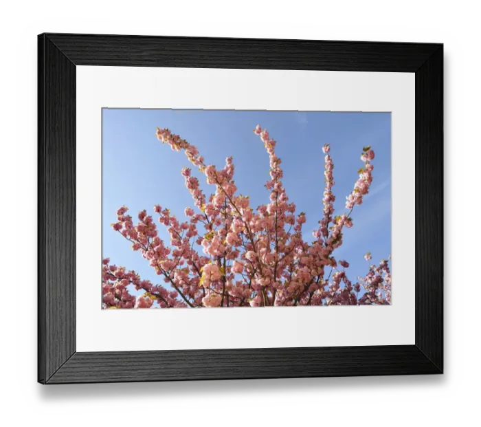 Framed Print : Flowering Japanese cherry -Prunus serrulata-, France, Europe Framed Print : Flowering Japanese cherry -Prunus serrulata-, France, Europe