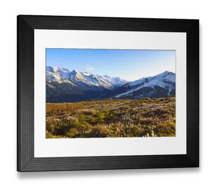 Framed Print : Crocus meadow in the high mountains, Zillertal, Tyrol, Austria Framed Print : Crocus meadow in the high mountains, Zillertal, Tyrol, Austria