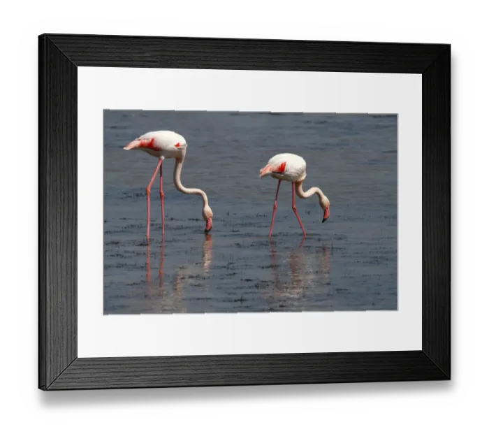 Framed Print : Greater Flamingo -Phoenicopterus roseus-, foraging in shallow water, Camargue, France, Europe Framed Print : Greater Flamingo -Phoenicopterus roseus-, foraging in shallow water, Camargue, France, Europe
