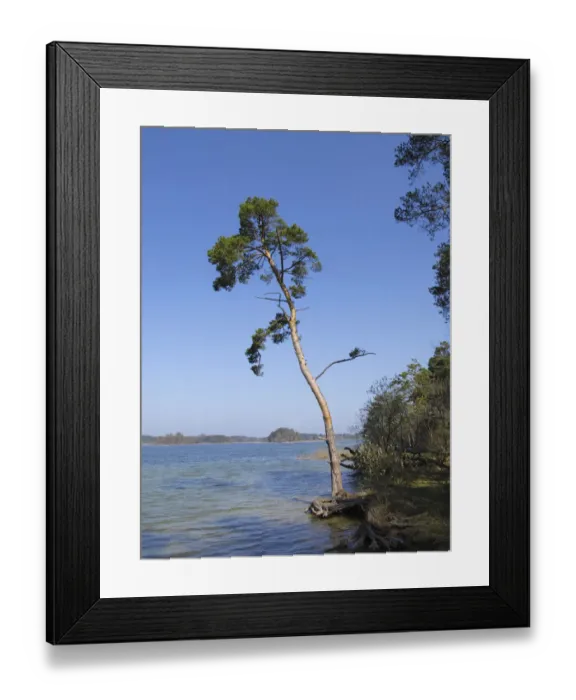 Framed Print : Scots pine -Pinus sylvestris-, Lake Grosser Ostersee, Osterseen Lakes, Iffeldorf, Fuenfseenland area, Upper Bavaria, Bavaria, Germany, Europe Framed Print : Scots pine -Pinus sylvestris-, Lake Grosser Ostersee, Osterseen Lakes, Iffeldorf, Fuenfseenland area, Upper Bavaria, Bavaria, Germany, Europe