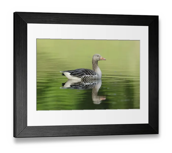 Framed Print : Greylag Goose -Anser anser- floating in a lake, reflected in the water, Hamburg, Germany Framed Print : Greylag Goose -Anser anser- floating in a lake, reflected in the water, Hamburg, Germany