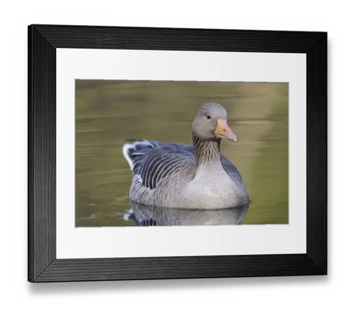 Framed Print : Greylag Goose -Anser anser- floating in a lake, Hamburg, Germany