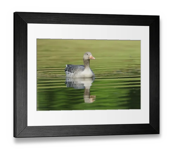 Framed Print : Greylag Goose -Anser anser- floating in a lake, Hamburg, Germany