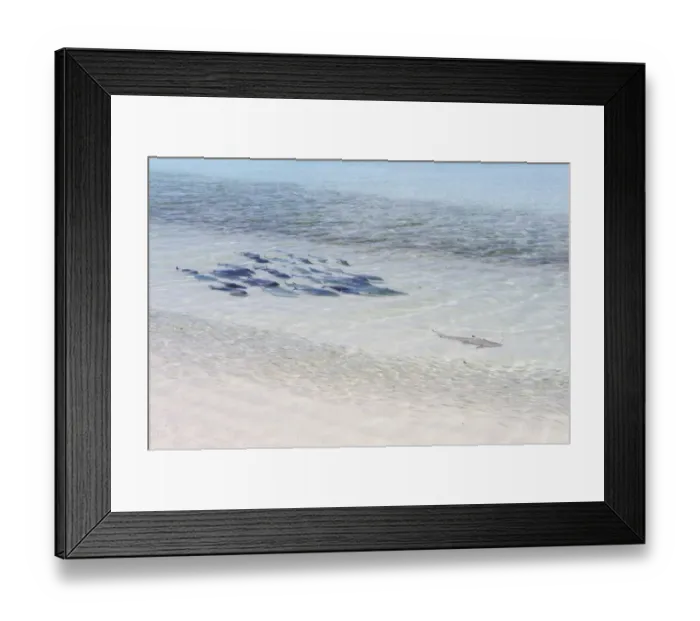 Framed Print : Bluefin Trevally -Caranx melampygus- chasing a Blacktip Reef Shark -Carcharhinus melanopterus-, Kurendhoo Island, Lhaviyani Atoll, Maldives Framed Print : Bluefin Trevally -Caranx melampygus- chasing a Blacktip Reef Shark -Carcharhinus melanopterus-, Kurendhoo Island, Lhaviyani Atoll, Maldives