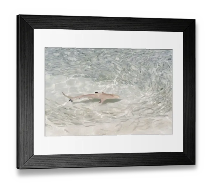 Framed Print : Blacktip Reef Shark -Carcharhinus melanopterus- chasing a school of fish in shallow water, Kurendhoo Island, Lhaviyani Atoll, Maldives Framed Print : Blacktip Reef Shark -Carcharhinus melanopterus- chasing a school of fish in shallow water, Kurendhoo Island, Lhaviyani Atoll, Maldives