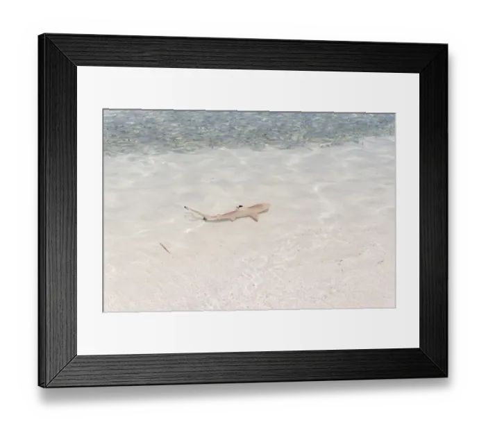 Framed Print : Blacktip Reef Shark -Carcharhinus melanopterus- in shallow water, Kurendhoo Island, Lhaviyani Atoll, Maldives Framed Print : Blacktip Reef Shark -Carcharhinus melanopterus- in shallow water, Kurendhoo Island, Lhaviyani Atoll, Maldives