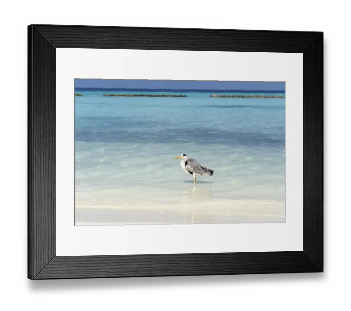 Framed Print : Grey Heron -Ardea cinerea- on the beach of a Maldivian island, Kurendhoo Island, Lhaviyani Atoll, Maldives