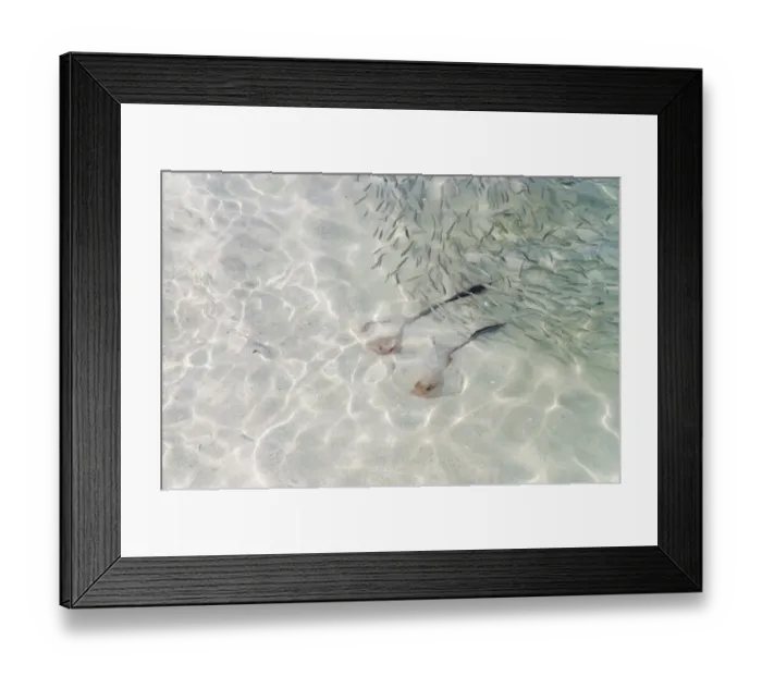 Framed Print : Cowtail Stingrays -Pastinachus sephen- in shallow water, Kurendhoo Island, Lhaviyani Atoll, Maldives Framed Print : Cowtail Stingrays -Pastinachus sephen- in shallow water, Kurendhoo Island, Lhaviyani Atoll, Maldives