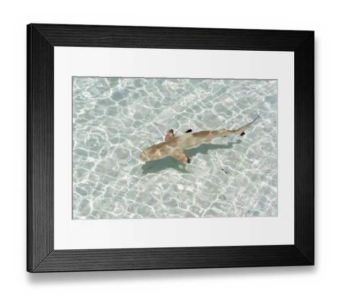 Framed Print : Blacktip Reef Shark -Carcharhinus melanopterus-, Kurendhoo Island, Lhaviyani Atoll, Maldives Framed Print : Blacktip Reef Shark -Carcharhinus melanopterus-, Kurendhoo Island, Lhaviyani Atoll, Maldives