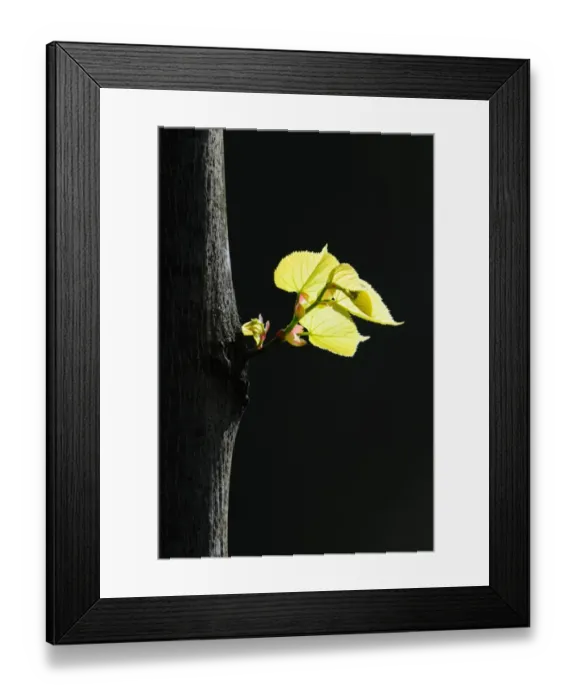 Framed Print : Leaves of a Broad-leaved lime tree -Tilia platyphyllos- Framed Print : Leaves of a Broad-leaved lime tree -Tilia platyphyllos-