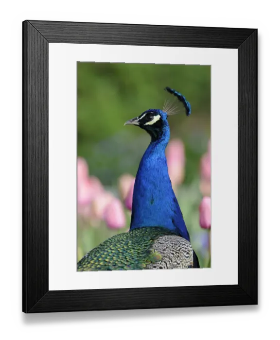 Framed Print : Indian Peafowl -Pavo cristatus-, adult male Framed Print : Indian Peafowl -Pavo cristatus-, adult male