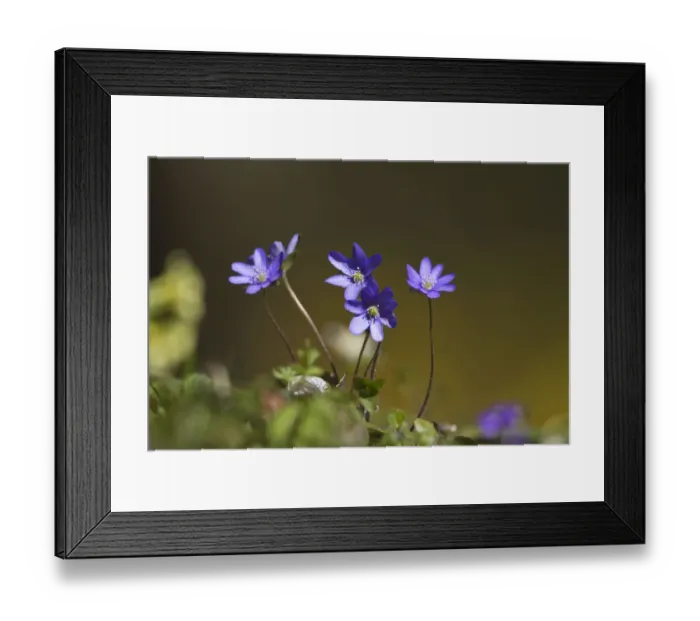 Framed Print : Blossoming Hepatica, Liverwort -Hepatica nobilis-, Germany, Europe