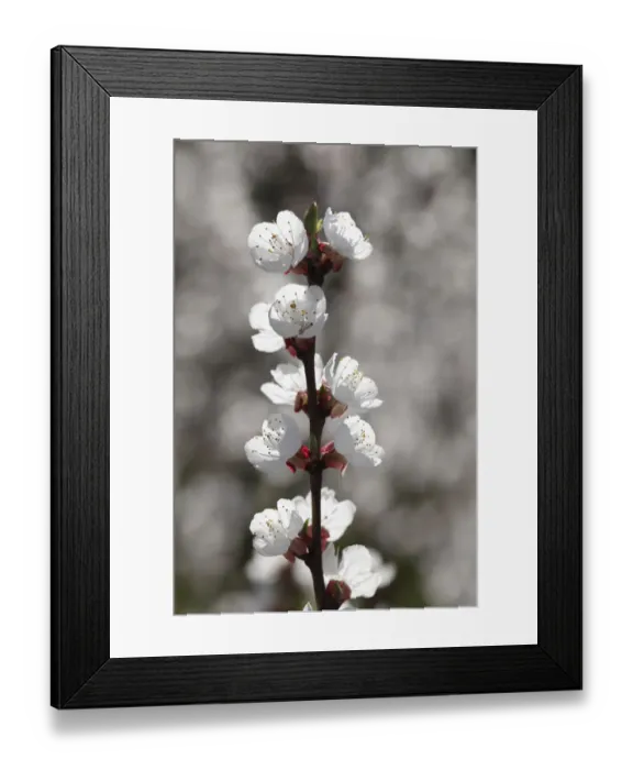 Framed Print : Apricot tree in blossom, flowering branch of an apricot tree -Prunus armeniaca-, Wachau valley, Lower Austria, Austria, Europe Framed Print : Apricot tree in blossom, flowering branch of an apricot tree -Prunus armeniaca-, Wachau valley, Lower Austria, Austria, Europe