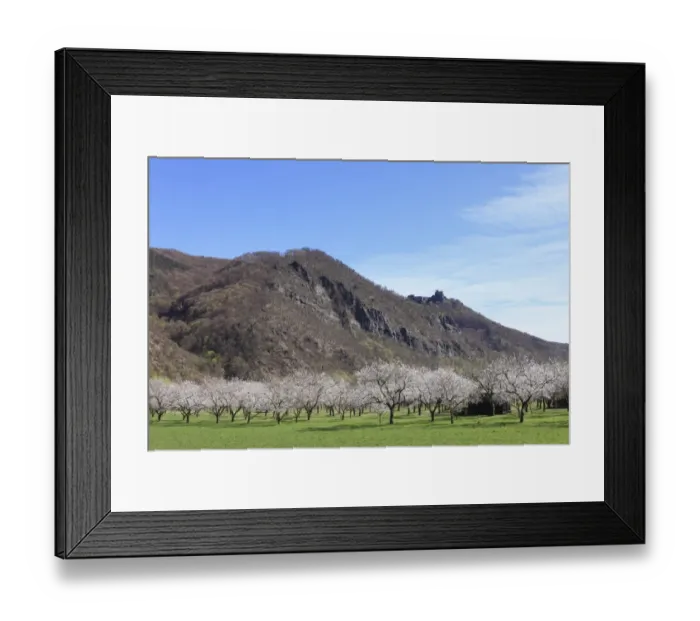 Framed Print : Apricot trees in blossom, flowering apricot trees -Prunus armeniaca-, Aggstein castle ruin at the back, Wachau valley, Lower Austria, Austria, Europe Framed Print : Apricot trees in blossom, flowering apricot trees -Prunus armeniaca-, Aggstein castle ruin at the back, Wachau valley, Lower Austria, Austria, Europe