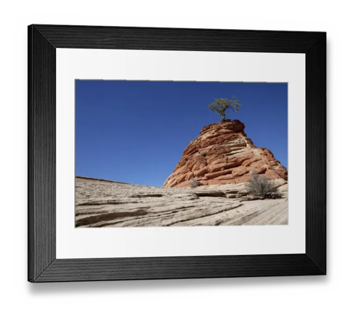 Framed Print : Lone Pine, pine on sandstone hill, Zion Plateau, Zion National Park, Utah, USA, America Framed Print : Lone Pine, pine on sandstone hill, Zion Plateau, Zion National Park, Utah, USA, America