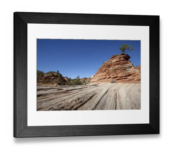 Framed Print : Lone Pine, pine on sandstone hill, Zion Plateau, Zion National Park, Utah, USA, America Framed Print : Lone Pine, pine on sandstone hill, Zion Plateau, Zion National Park, Utah, USA, America