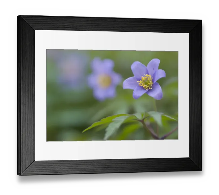 Framed Print : Blue wood anemone -Anemone nemorosa Blue Queen- Framed Print : Blue wood anemone -Anemone nemorosa Blue Queen-