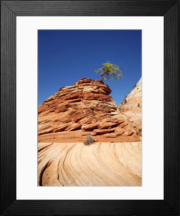 Framed Print : Lone Pine, pine tree on a hill of sandstone, Zion Plateau, Zion National Park, Utah, USA Framed Print : Lone Pine, pine tree on a hill of sandstone, Zion Plateau, Zion National Park, Utah, USA