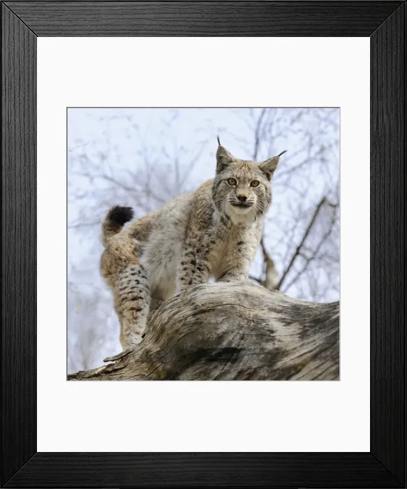 Framed Print : Lynx -Lynx lynx- standing on a tree trunk, captive, Thuringia, Germany Framed Print : Lynx -Lynx lynx- standing on a tree trunk, captive, Thuringia, Germany